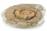 Jurassic Ammonite (Xipheroceras) Fossil - Dorset, England #279565-2